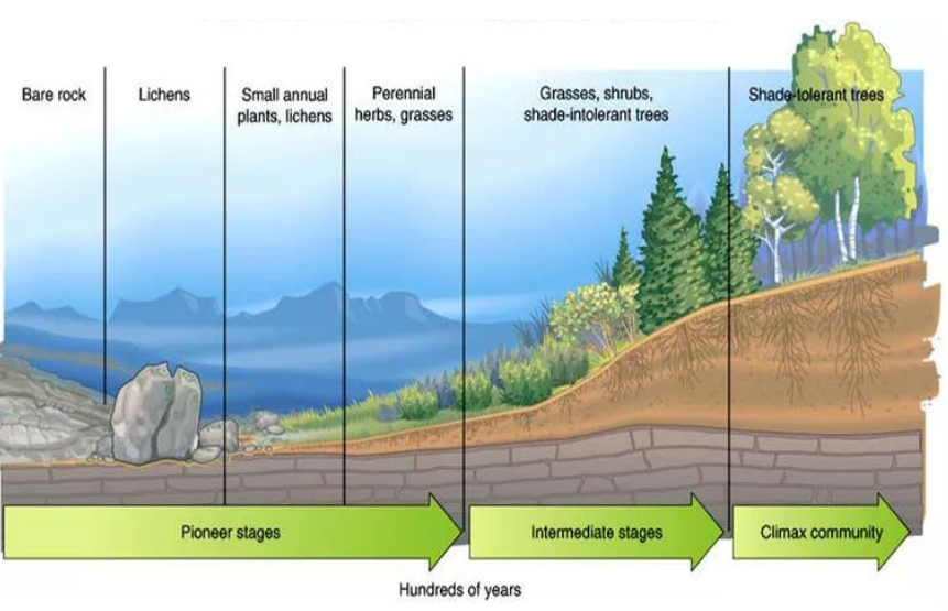 <ul><li><p>This is the climatic climax where there is a vegetation succession. </p></li><li><p>In the UK this would be woodland whereas in Brazil it may be a rainforest.</p></li><li><p>Here the ecosystem is fully developed and stable so an environmental equilibrium is achieved and will not change dramatically as the equilibrium will counteract the change</p></li></ul><p></p>