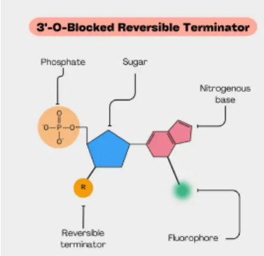 <ul><li><p><span>Uses fluorescently labeled nucleotides with <u>reversible blocking group</u></span></p></li><li><p><span>Sequencing-by-synthesis</span></p></li><li><p><span>General steps</span></p><ol type="1"><li><p><span>Sample prep</span></p></li><li><p><span>Immobilization and amplification</span></p></li><li><p><span>Sequencing</span></p></li><li><p><span>Data analysis</span></p></li></ol></li></ul><p></p>