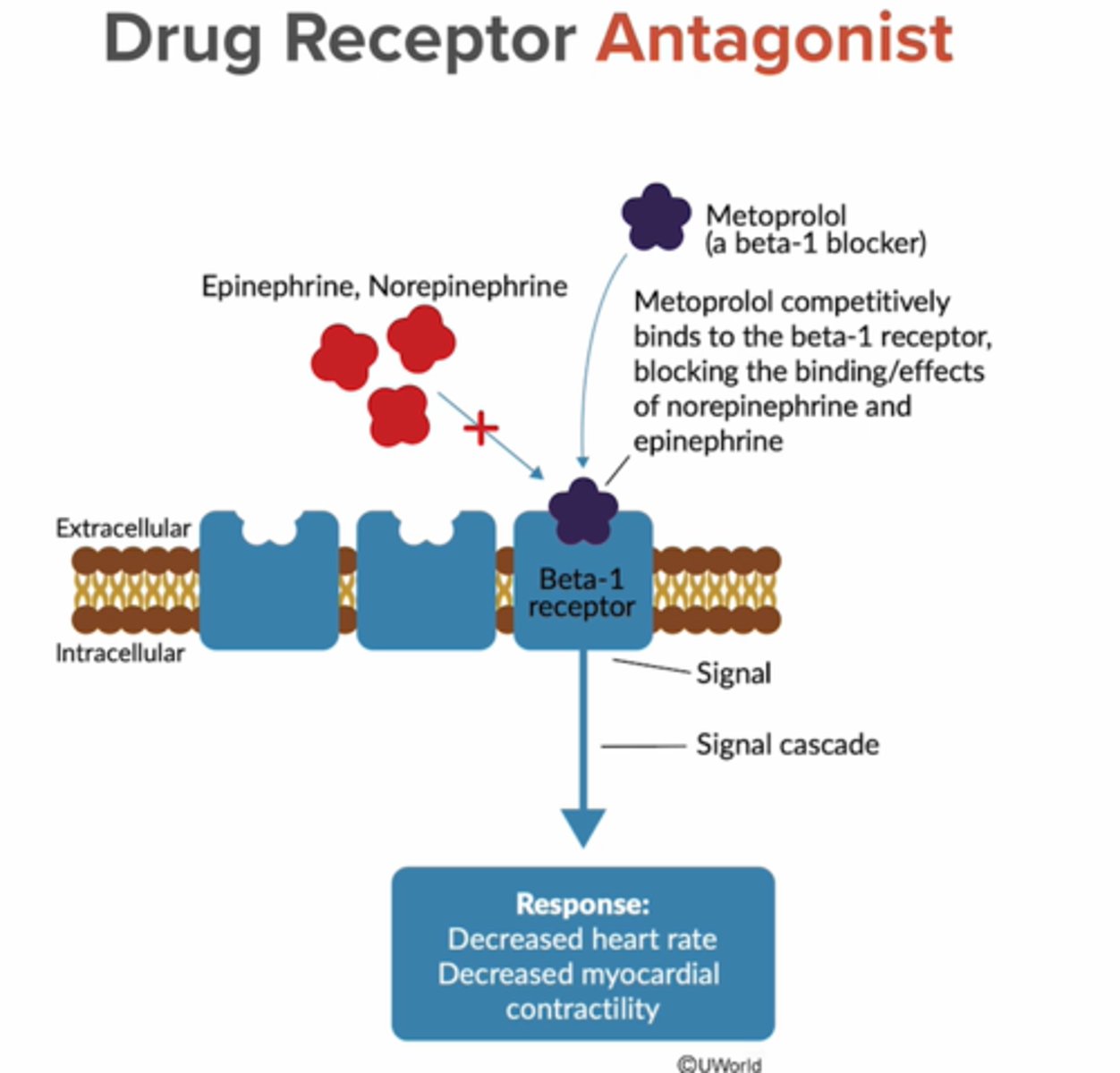 <p>Antagonist binds to same active site as the endogenous substrate</p>