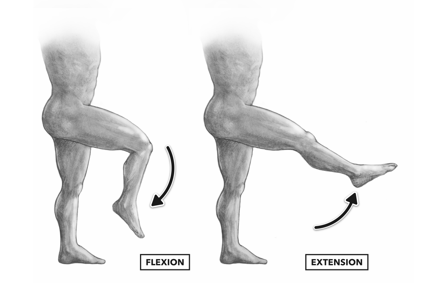 <ul><li><p>flexion- </p><ul><li><p>1. decrease in the anterior angle between bones (except the knee and toes)</p></li><li><p>2. bend in the anterior or posterior direction</p></li><li><p>3. move out of anatomical position in the anterior or posterior direction</p></li></ul></li><li><p>extension- </p><ul><li><p>1. increase in the anterior angle between bones (except knee and toes)</p></li><li><p>2, straighten in the anterior or posterior direction</p></li><li><p>3. move to anatomical position in the anterior or posterior direction</p></li></ul></li><li><p>hyperextension- extend beyond a straight line or beyond normal range</p></li><li><p>abduction- movement away from midline</p></li><li><p>adduction- movement toward midline</p></li><li><p>supination- turn palms forward (anatomical position) or up</p></li><li><p>pronation- turn palms back or down</p></li></ul><p></p>