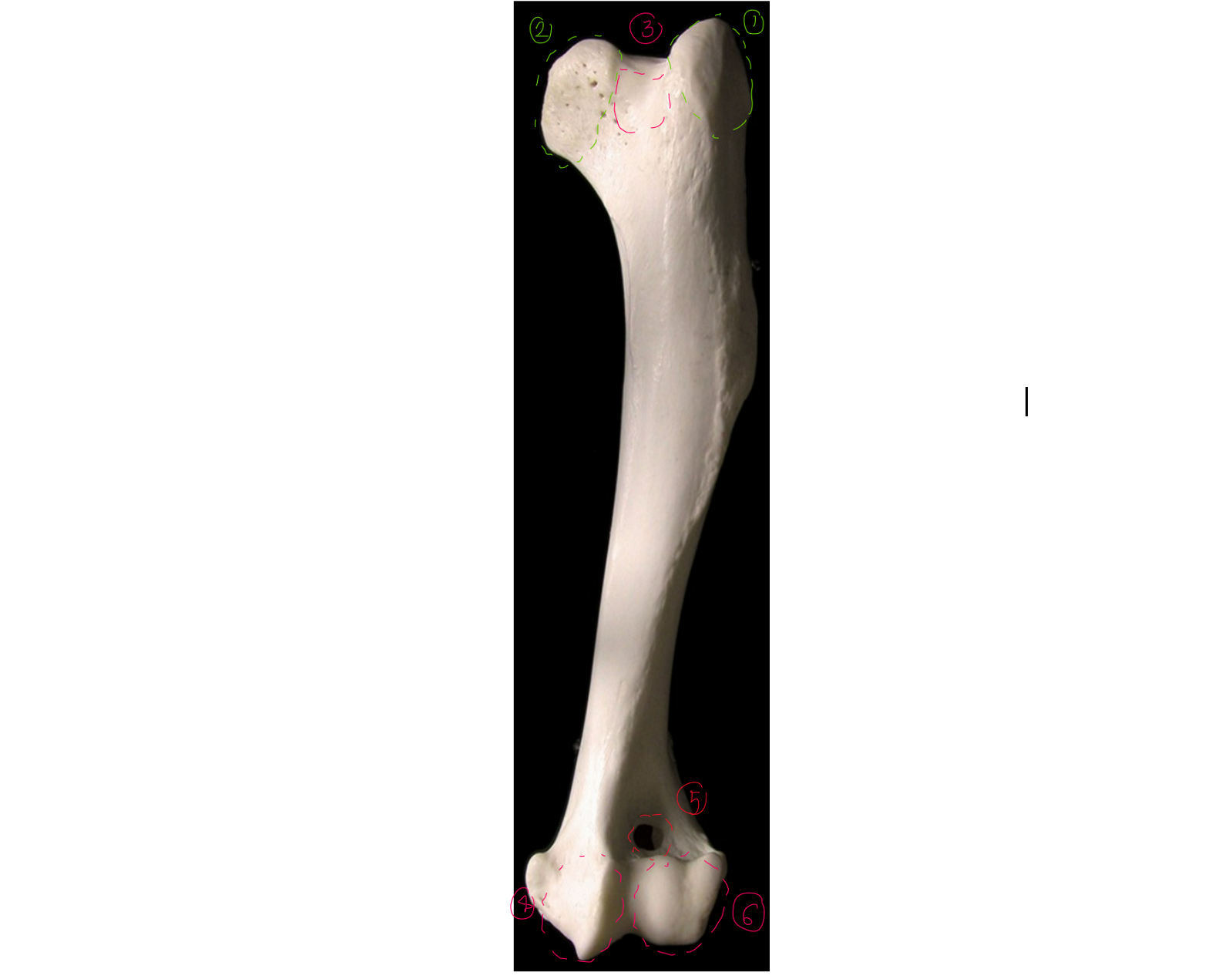 <p>label the cranial view of the left humerus (this is like looking from right in front of the dogs face)</p><p></p><p>3 → SPELLING</p>