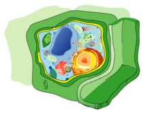 <p><u>Cell Wall:</u> rigid structure made of complex carbohydrates found in plants, fungi and bacteria. Provides ________ to cells, as well as acting as a "Permeability ______ for some substances, to the internal environment." </p>