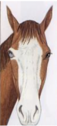 <p>marking that extends past the nasal crest and covers most of face</p>