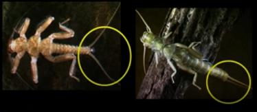 <p>What taxa has 2 cerci (whip-like tails)?</p>