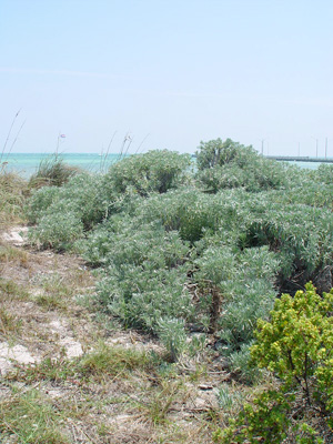 <p>Sea Lavender</p><p>A very distinct felt-esc look and feel to the plant. Grows in massive bushes, but pushing aside the top outer layer of the plant reveals all that doesn’t receive direct sunlight is dead</p>