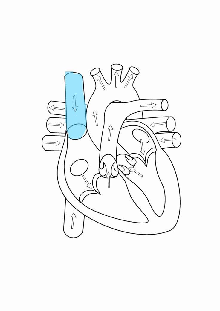 <p>brings deoxygenated blood from the head and arms to right atrium</p>