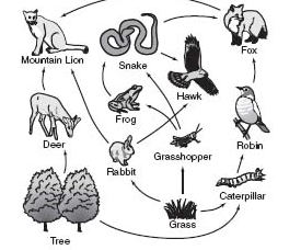 <p>Which of the following is a food chain in the food web shown</p>