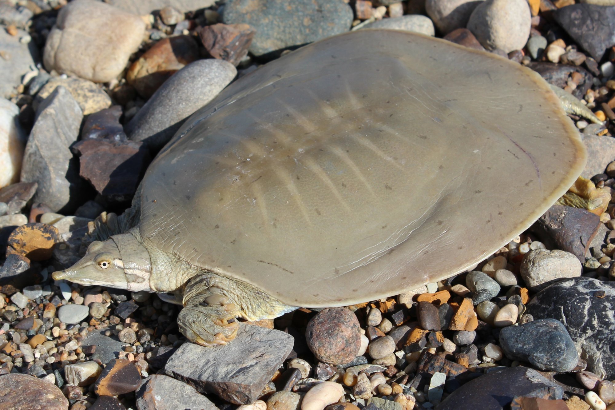 Smooth Softshell Turtle