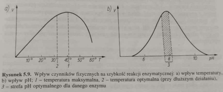 <ol><li><p><span>🏃‍♂</span><span data-name="fast_forward" data-type="emoji">⏩</span><span><span>️</span></span><span>&nbsp;</span>Początkowo szybkość reakcji (V)<strong> wzrasta</strong>&nbsp;wraz ze wzrostem temperatury;</p><ul><li><p><span>🌡&nbsp;</span><strong>Reguła van’t Hoffa</strong> precyzuje, że szybkość reakcji enzymatycznej <strong>podwaja się</strong> przy wzroście temperatury o 10<sup>o</sup>C;</p></li></ul></li><li><p><span>🤒⛓‍💥️</span>&nbsp;Po osiągnięciu konkretnej temperatury&nbsp;(T≈42<sup>o</sup>C) następuje <strong>gwałtowny spadek</strong> szybkości reakcji (V), spowodowany <strong>denaturacją białek enzymatycznych</strong>.</p></li></ol><p></p>