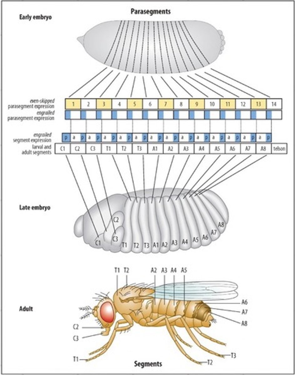 <p>Posterior</p>