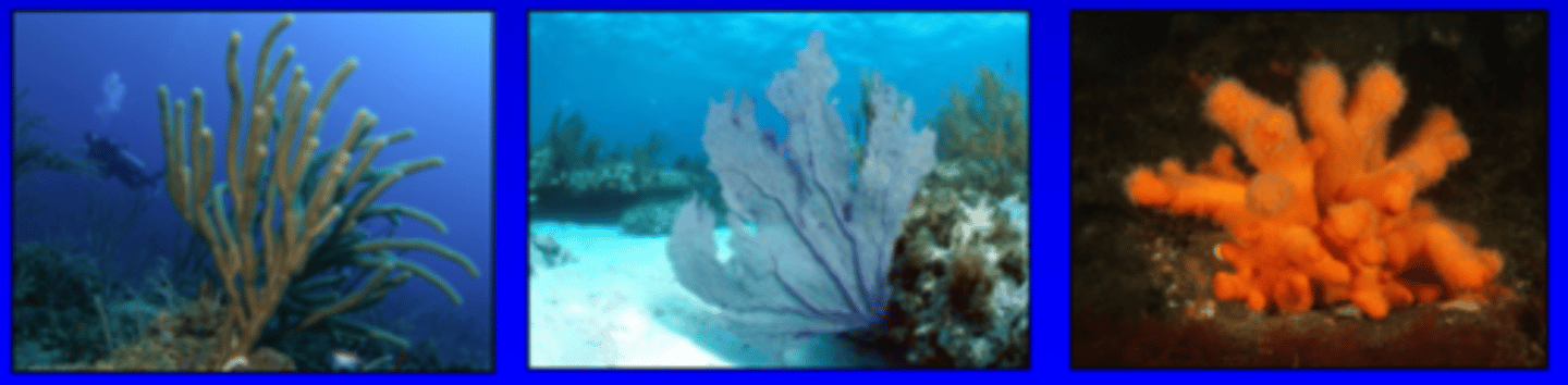 <p>- may or may not have symbiotic algae</p><p>- broader habitat range</p>