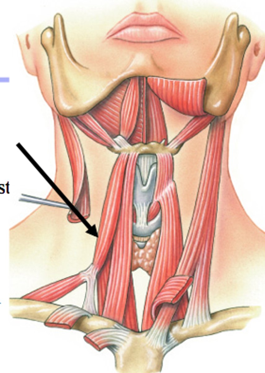<p>Thicker part of the Omohyoid Muscle</p>