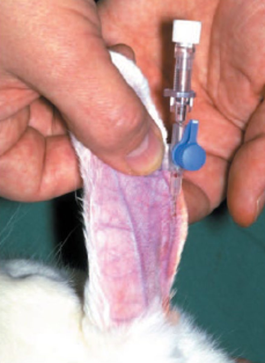 <p>What is this blood draw site for rabbits?</p>