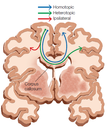 <p>• connections that travel to different region in same hemisphere</p>