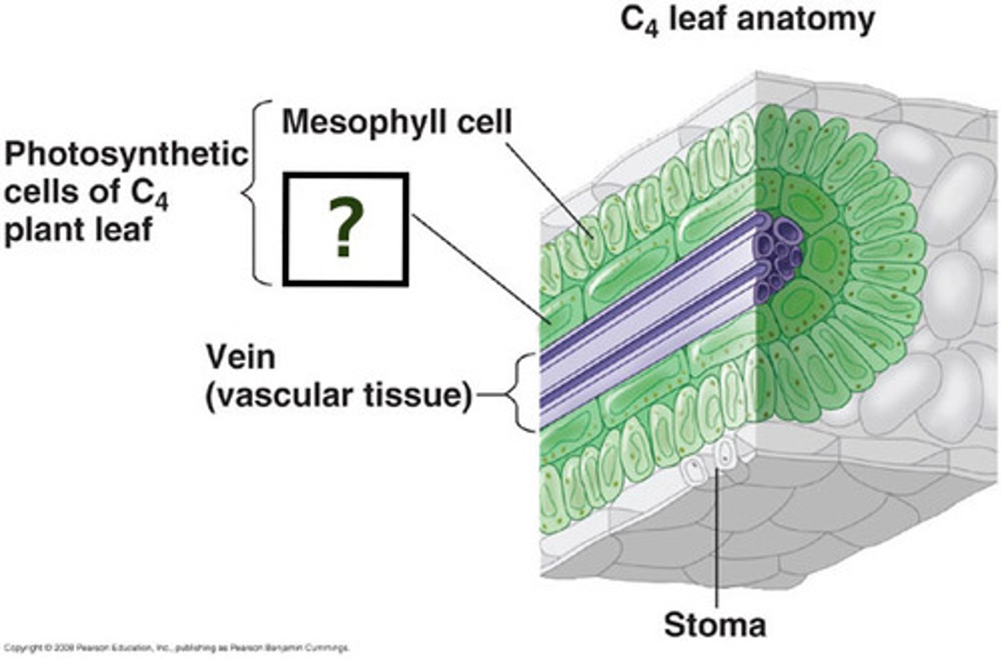 <p>A protective covering around a leaf vein, consisting of one or more cell layers, usually parenchyma.</p>