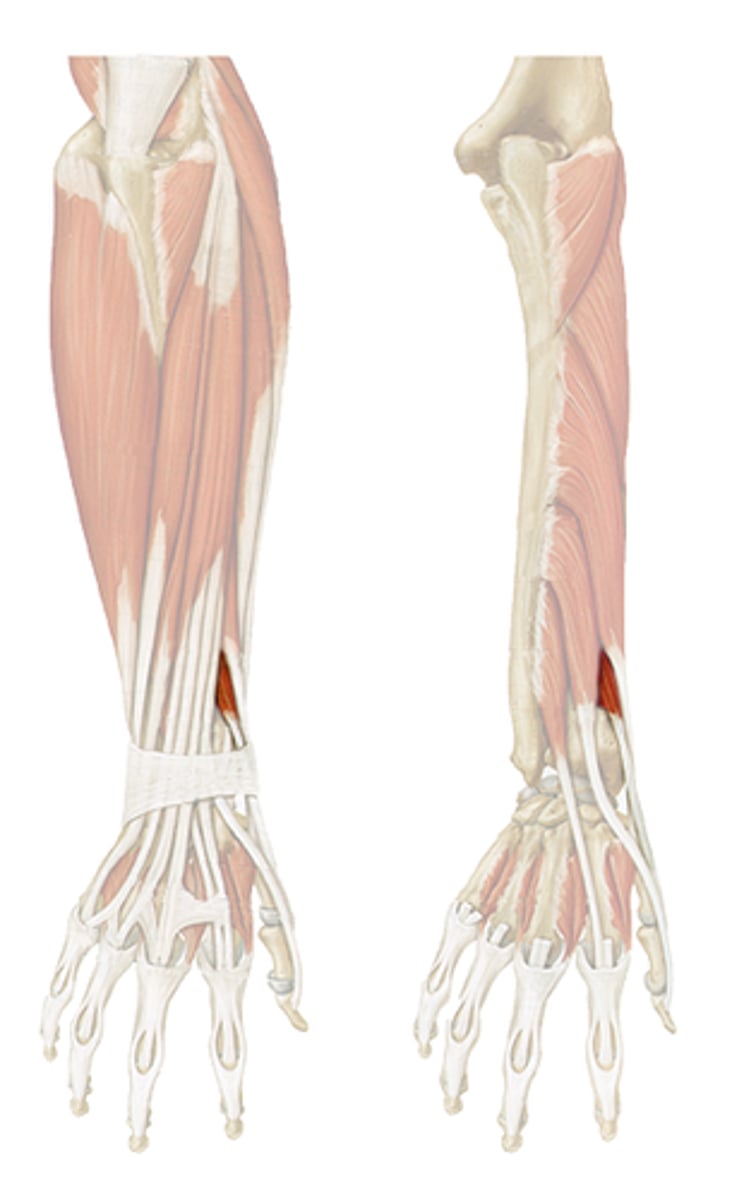 <p>Origin: Posterior surface of radius; interosseous membrane</p><p>Insertion: Proximal phalanx of thumb</p><p>Action: Extends MP joints of thumb; extends hand at the wrist (weakly)</p><p>Innervation: Radial nerve (C6-C8 fibers)</p>