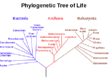 <p>the study of the evolutionary relationships among organisms&nbsp;</p><ul><li><p>organisms are grouped based on shared characteristics and evolutionary history</p></li></ul><p></p>