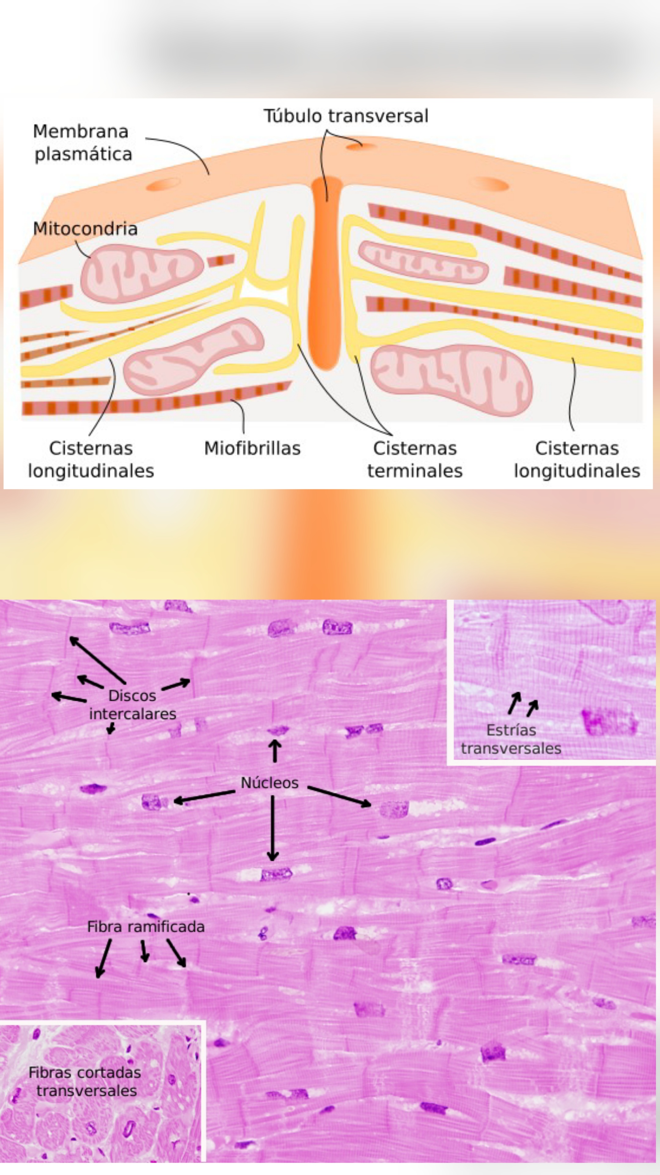 <p>Que tipo de celula es?</p>