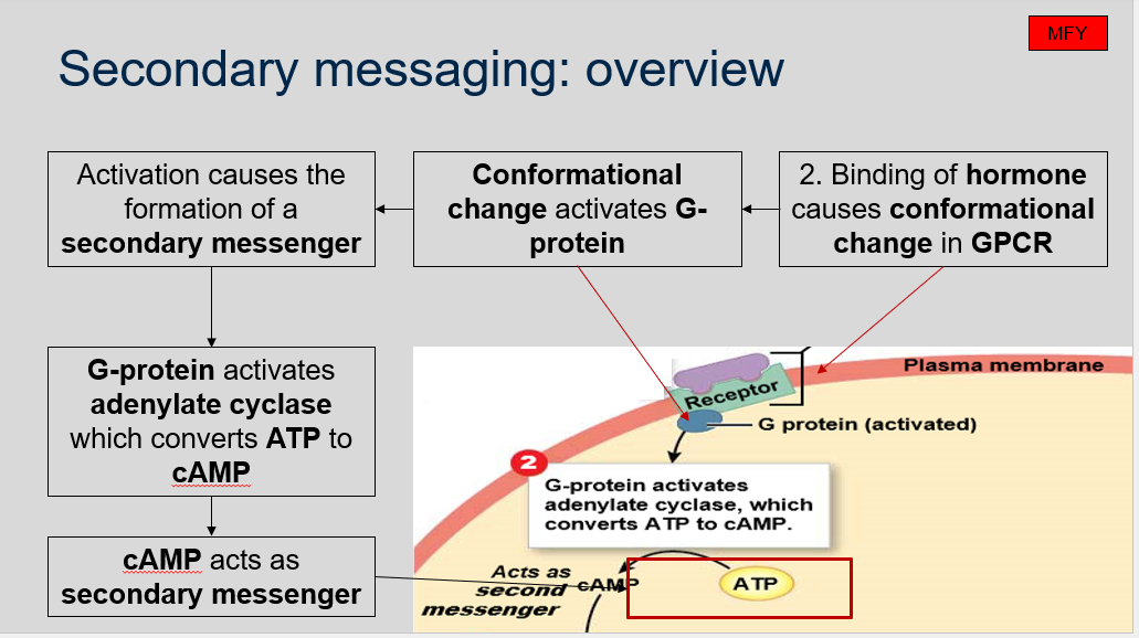 <p>The binding of a hormone to a GPCR causes a conformational change in the GPCR, which in turn activates a G protein. The activation of the G protein leads to the formation of a secondary messenger, such as cyclic AMP (cAMP). The G protein then activates an enzyme called adenylate cyclase, which converts ATP to cAMP. The cAMP acts as a secondary messenger to activate downstream effector molecules and ultimately lead to cellular responses.</p>