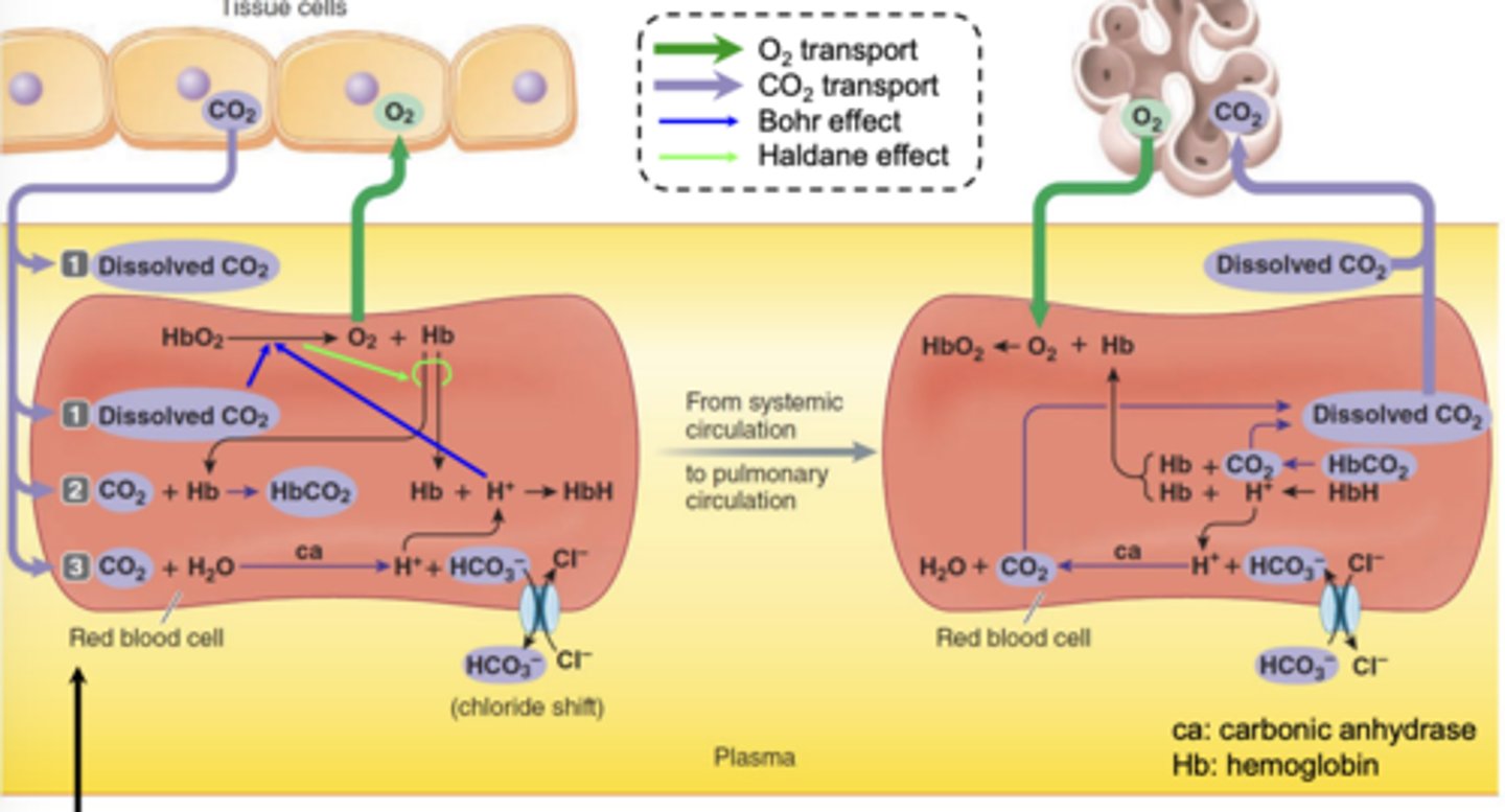 <p>Bohr effect: Increased O2 unloading by Increase CO2 and H+</p><p>Haldane effect: Hb binding with CO2 and H+ inducing O2 unloading</p><p>Hb passengers: O2 to tissue; CO2 and H+ to lungs</p>