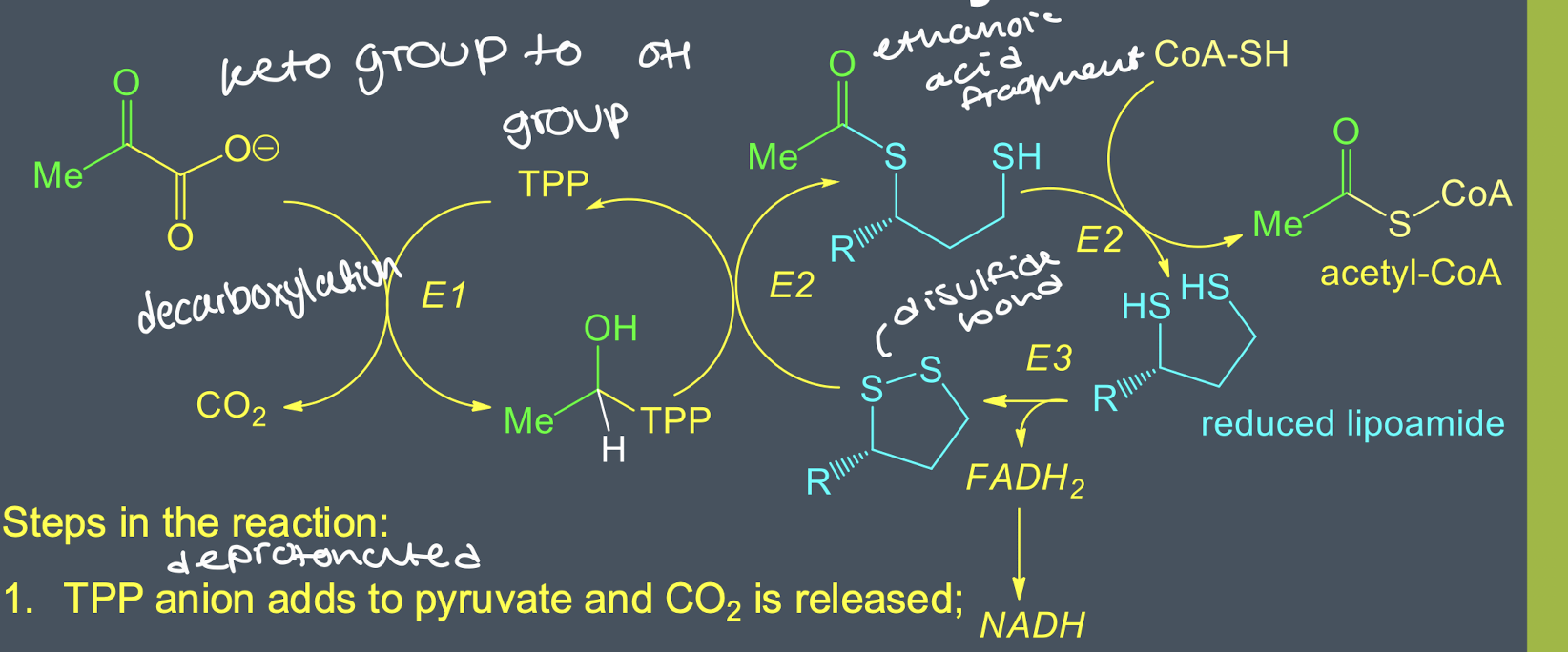 <ol><li><p>TPP anion adds to pyruvate and CO2 is released </p></li><li><p>Lipoamide disulfide is added to acetyl group and a redox reaction occurs </p></li><li><p>disulfide exchange occurs to form acetyl-CoA and reduced lipoamide </p></li><li><p>reduced lipoamide is oxidised to disulfide form using FAD</p></li><li><p>FADH2 is oxidised by NADH, which is fed into the electron transport system</p></li></ol><p></p>