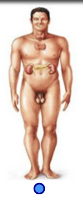 <p>Endocrine system</p>