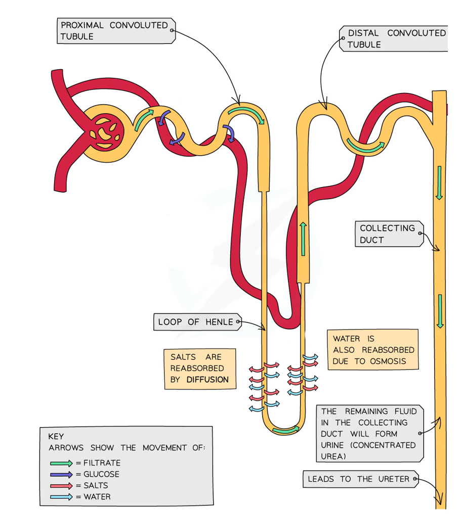 <p>In the proximal convoluted tubule </p>
