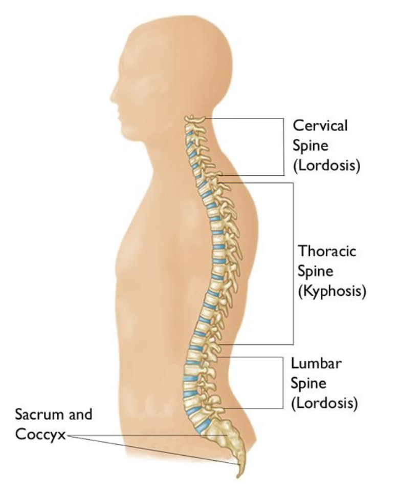 <ul><li><p>Born with 33 vertebrae, but those at bottom of spine fuse together to form the sacrum and coccyx</p></li><li><p>Adult backbone consist of 26 separate vertebrae</p></li><li><p>Each vertebrae is separated by an “intervertebral disk”</p></li><li><p>Intervertebral disks prevent bones from grinding against each other and provides cushion to absorb shock when we move</p></li><li><p>Excluding the sacrum and coccyx</p></li><li><p>Spine has curves to help absorb shock</p></li><li><p>cervical curve = lordotic,</p></li><li><p>thoracic curve = kyphotic,</p></li><li><p>lumbar curve = lordotic</p></li><li><p>sacrum and coccyx = kyphotic</p></li></ul><p></p>