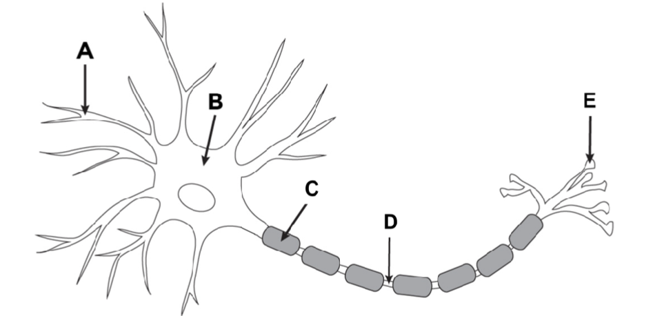 <p>Which letter represents the destination for an action potential?</p>