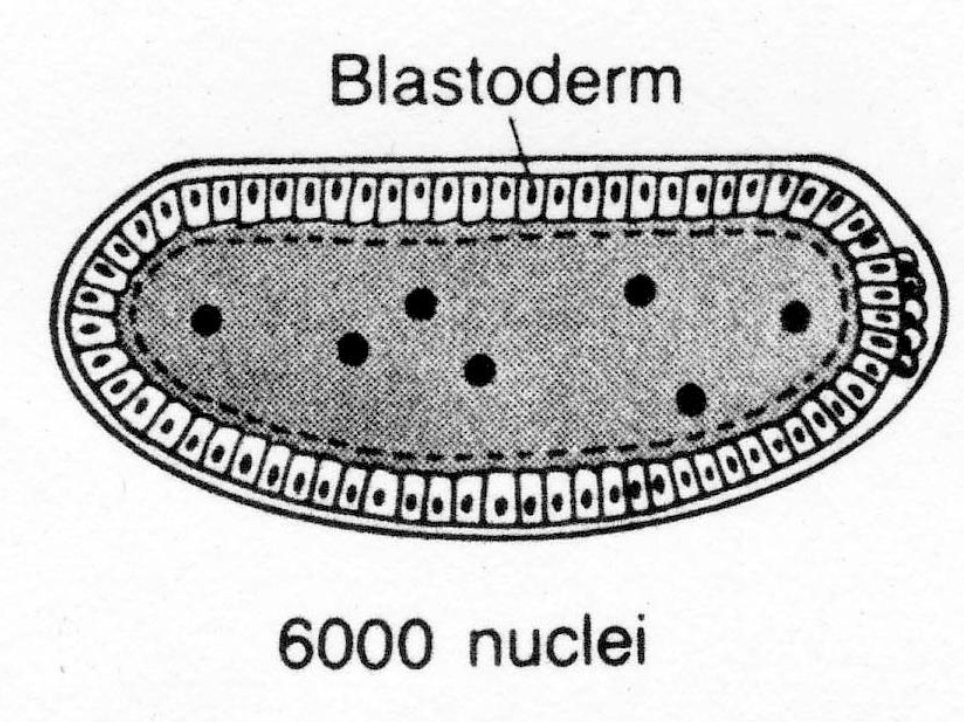 <p>Cellular blastoderm exp: transfer blastoderm cells to larval abdomen </p><ul><li><p>result: anterior cells develop as head and thoracic structures in the abdomen of the developing larva</p></li><li><p>we can’t tell if these cells are specified, determined or differenciated b/c of autonomous specification</p><ul><li><p>autonomous specification: cell determinants already exist inside cells and doesn’t respond to outside signals (looks like determination b/c the cells will not respond to changes in position)</p><ul><li><p>continuing to develop in the way they were supposed to</p></li></ul></li></ul></li></ul><p></p>