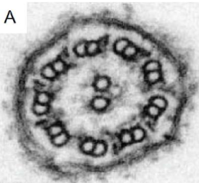 <p>what is this and what is it made of </p>