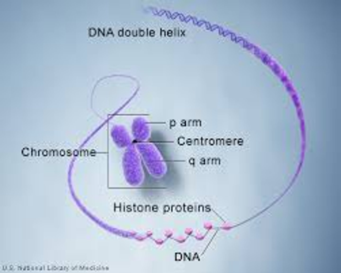 <p>A single piece of coiled DNA and associated proteins found in linear forms in the nucleus of eukaryotic cells and circular forms in the cytoplasm of prokaryotic cells; contains genes that encode traits. Each species has a characteristic number of chromosomes.</p>