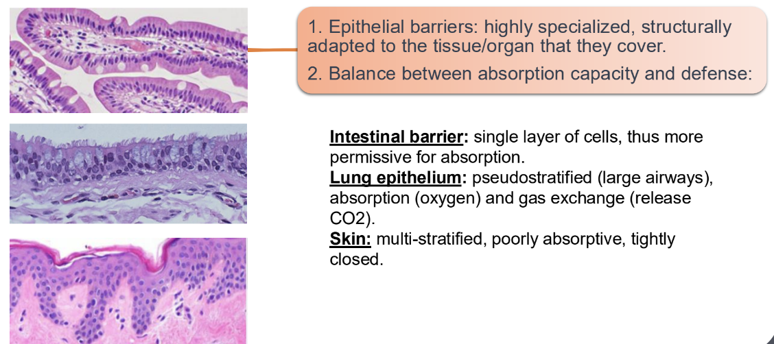 <ul><li><p><strong><mark data-color="purple" style="background-color: purple; color: inherit;">Intestinal barrier</mark> is a single layer of cells and more permeable for absorption</strong></p></li><li><p><strong><mark data-color="purple" style="background-color: purple; color: inherit;">Lung epithelium</mark></strong> <strong>is pseudostratified</strong> (various cell layers i.e large airways) , absorption of oxygen and <strong>for gas exchange </strong>(release CO<sub>2</sub>) </p></li><li><p><strong><mark data-color="purple" style="background-color: purple; color: inherit;">Skin </mark>is multi-stratified and tightly closed, prioritising defense over absorption.</strong></p></li></ul><p></p>