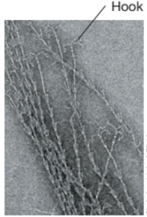 <ul><li><p>type of <span>Attachment or Channel Formation Appendages</span></p></li><li><p><span>Present within the SM1 group of Archaea</span></p></li><li><p><span>“Tiny grappling hook” = holds archaea in place to collect nutrients</span></p></li><li><p><span>Ecological strategy that helps trap scare nutrients within habitat</span></p></li><li><p><span>Aids in biofilm formation</span></p></li><li><p><span>present in archaea that Inhabit anoxic groundwater - - > Earth’s deep subsurface</span></p></li></ul><p></p>