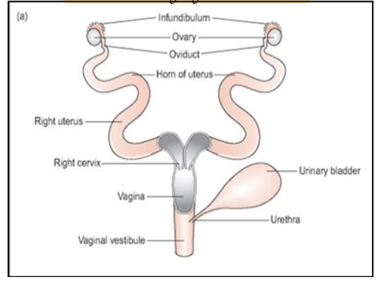 <p>What type of uterus do rodents have, and which species have this type?</p>