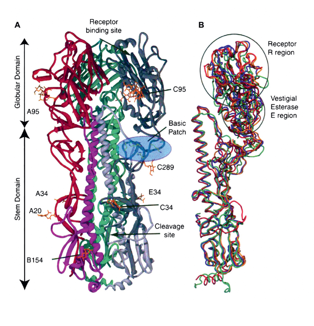 <ul><li><p>Structure of hemagglutinin (HA) in influenza viruses allowed for understanding location of neutralizing epitopes</p></li><li><p>Variations of amino acid is</p><p>currently used in</p><p>development of updated vaccines</p></li><li><p>Individual proteins like neuraminidase (NA) in influenza can be analyzed at 2-3A resolution to develop antivirals</p></li></ul>