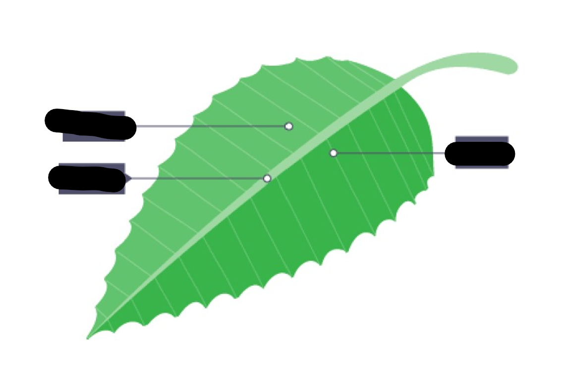 <p>Labelling parts of the leaf (from top to down, left side then right side)</p>
