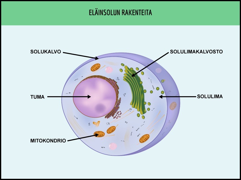 <p>Mitä ovat <span style="color: green">kasvisolun</span> <span data-name="seedling" data-type="emoji">🌱</span> ja <span style="color: red">eläinsolun</span> <span data-name="paw_prints" data-type="emoji">🐾</span> eroja?</p>