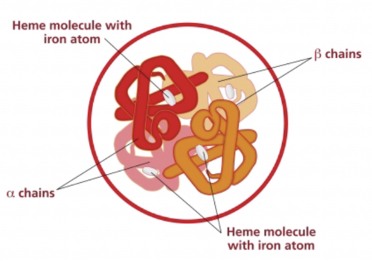 <p>4 subunits (2 alpha globin and 2 beta globin chains matched together in a 1:1 ratio)</p><p>- each containing an iron atom bound to a heme group</p>