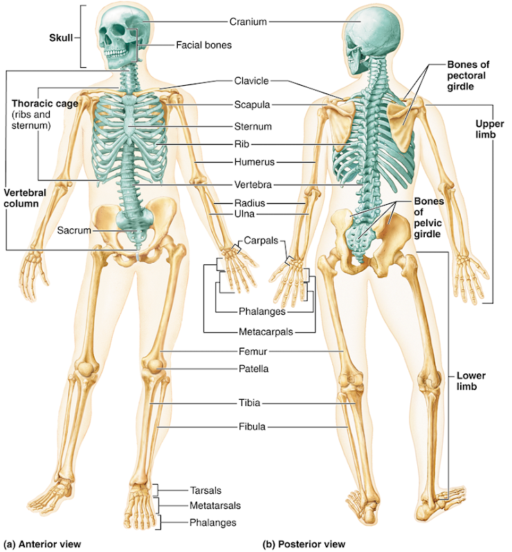 <p>The green portion of the skeleton is known as the ______ skeleton. \n A)short</p><p>B) appendiclar</p><p>C) irregular</p><p>D) axial</p><p>E ) central</p>