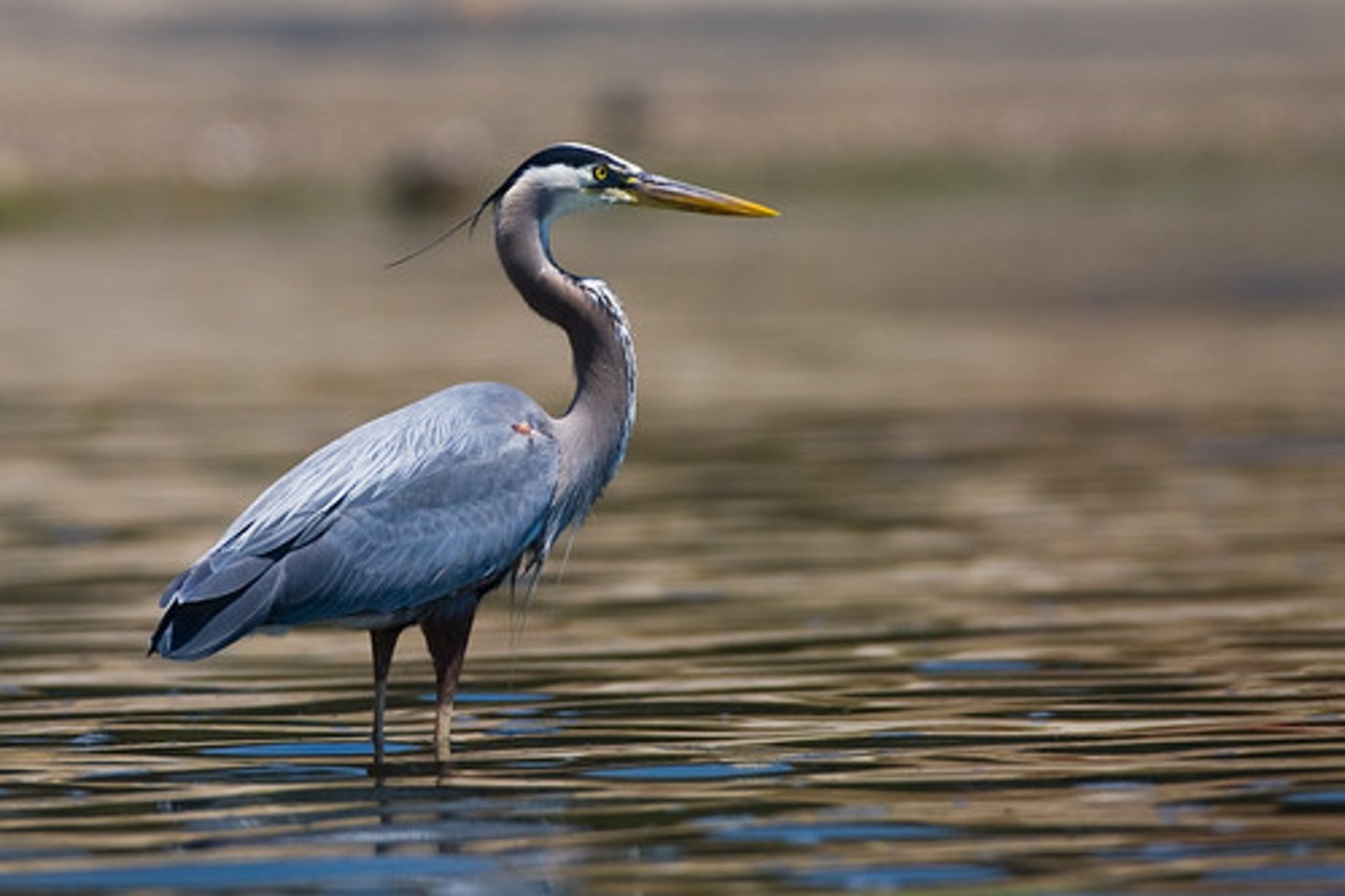 <p>Fresh and saltwater marshes, lakes, and rivers; wading for fish</p>
