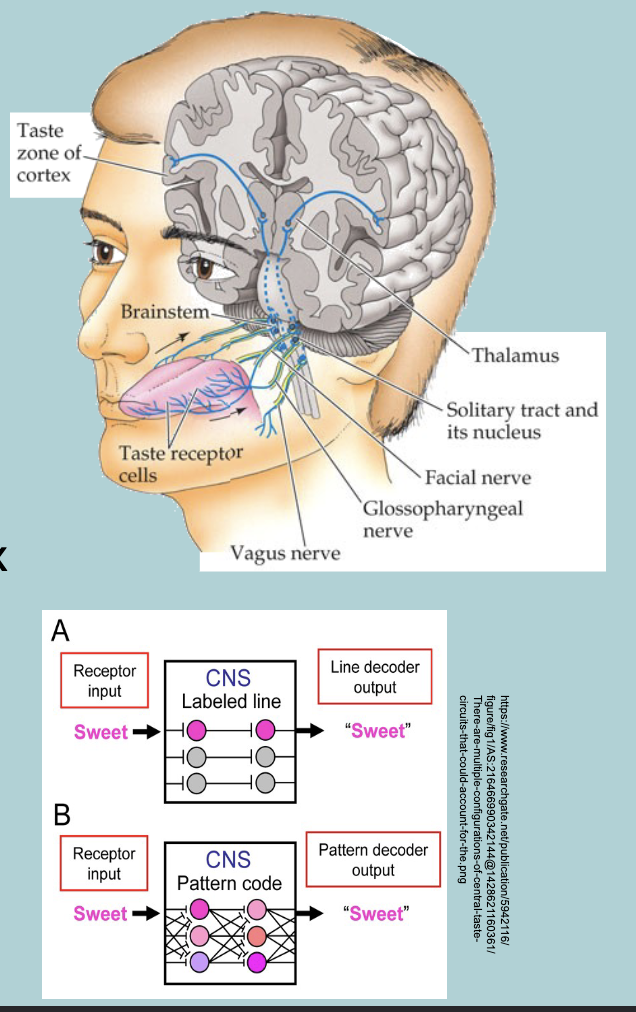 <p>Central pathways fro taste: 3 different cranial nerves:</p><ul><li><p>VII = Facial nerve&nbsp;</p></li><li><p>IX = Glossopharyngeal nerve&nbsp;</p></li><li><p>X = Vagus nerve&nbsp;&nbsp;</p></li></ul><p></p>