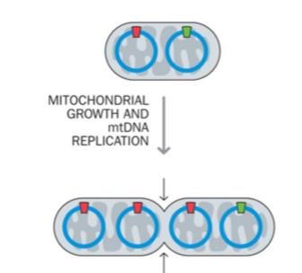 <p>replicatie van mtDNA-moleculen → verhoging aantal mtDNA-kopieën, zonder dat er een <strong>gelijke replicatie van individuele mtDNA’s vereist is</strong>.</p>