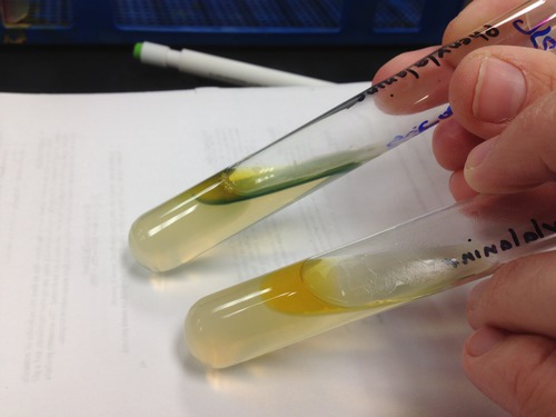 <p><strong>Positive:</strong> Green color with FeCl₃<br><strong>Meaning:</strong> Phenylalanine deaminase produced<br><strong>Examples:</strong> <em>Proteus, Morganella, Providencia</em></p>