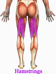 biceps femoris, semitendinosus, semimembranosus