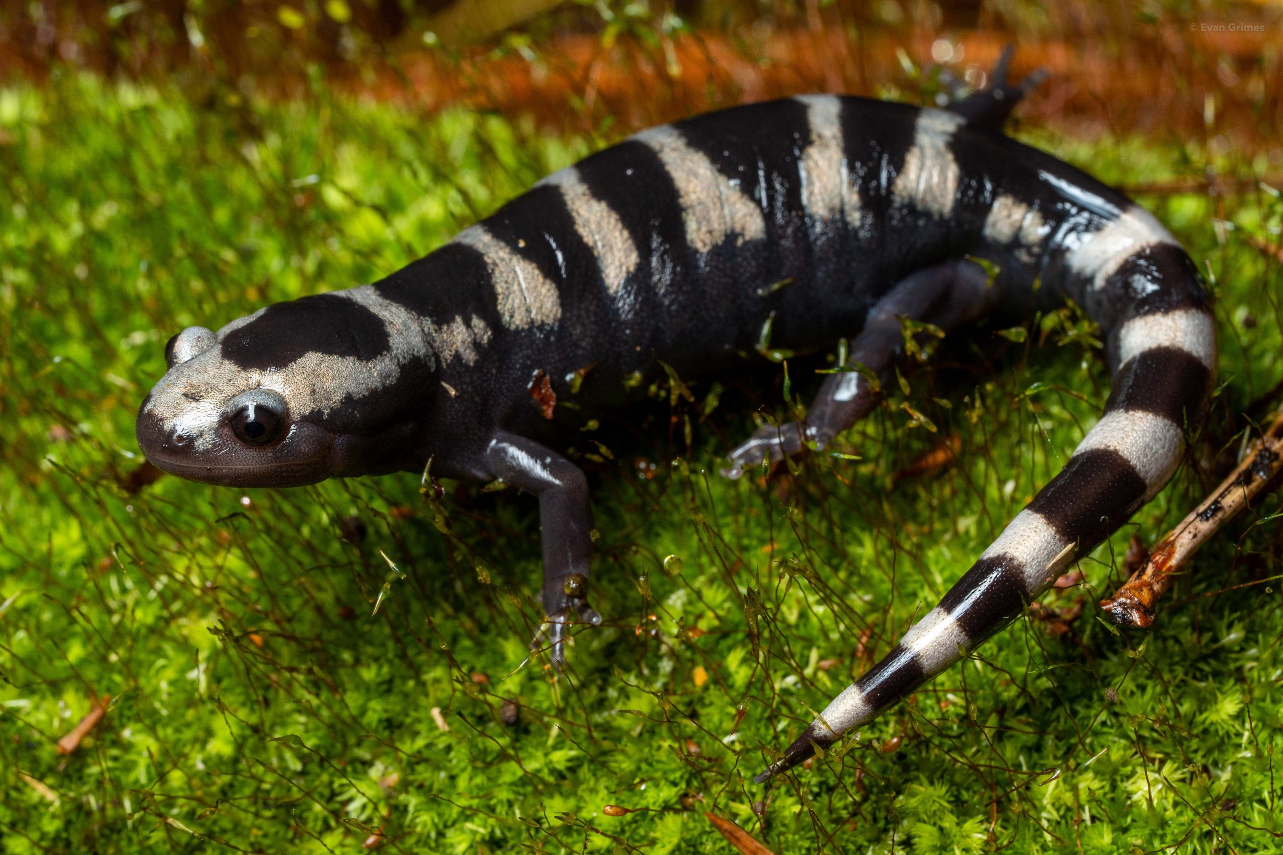 <p>Marbled Salamander</p>