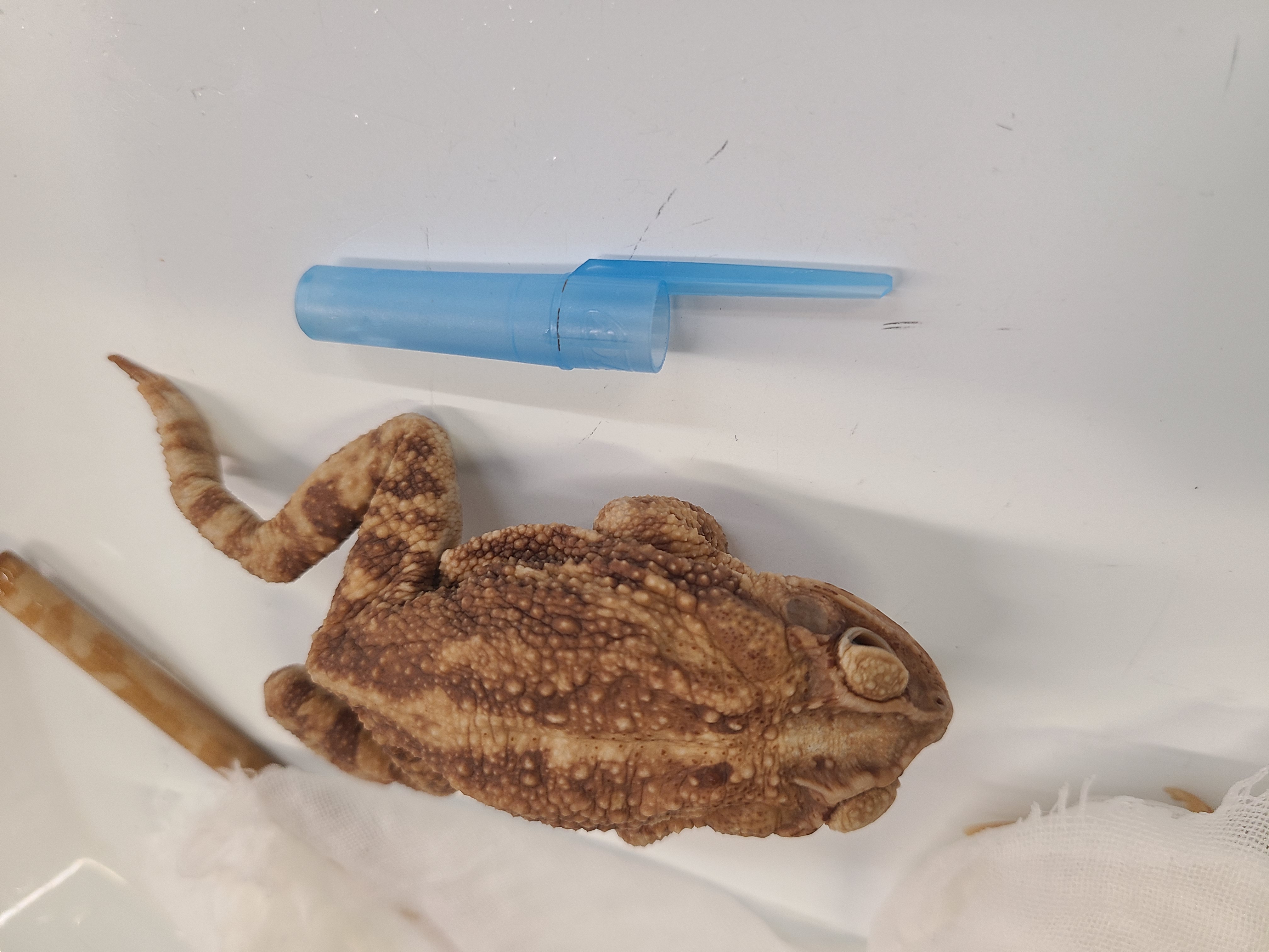 <p>Scientific name and distinguishing features</p>