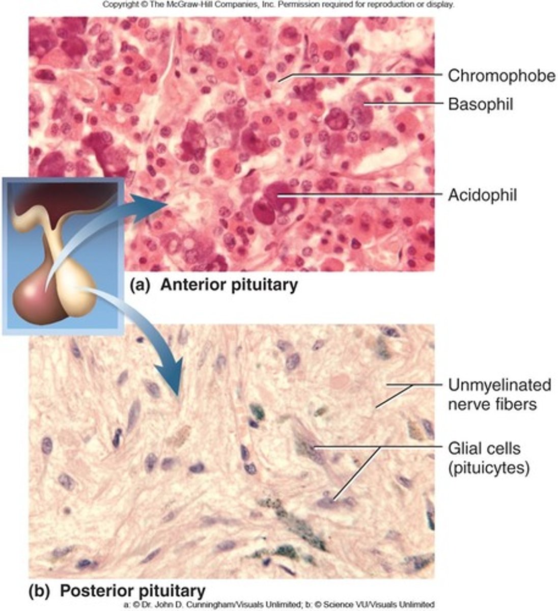 <p>Also known as Hypophysis; connected to the hypothalamus by the infundibulum.</p><p>- Anterior lobe: endocrine tissue</p><p>- Posterior lobe: nervous tissue</p>