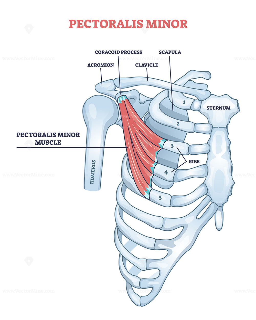 <p>Pectoralis minor</p>