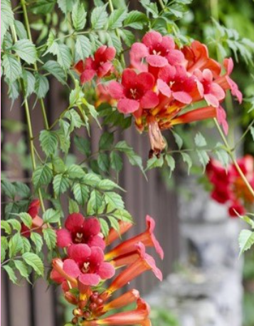 <p>What is the genus of this plant species</p>